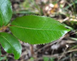 Image result for Aphloia theiformis