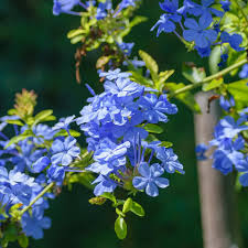 Image result for Plumbago ituriensis