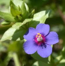 Image result for Anagallis gracilipes