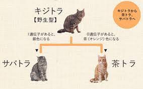 4 ホーム twitter cat s pictures animals