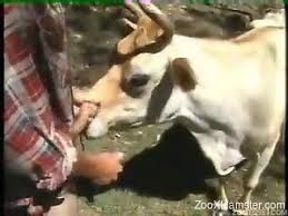 man-fuck-cow Videos
