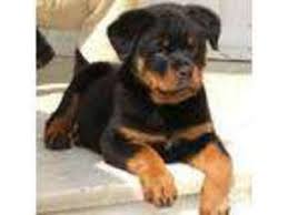 We offer the tools and training you and your. Puppyfinder Com Rottweiler Puppies Puppies For Sale Near Me In Fayetteville North Carolina Usa Page 1 Displays 10