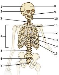 The knee joint is the largest joint in the body and is primarily a hinge joint. Free Anatomy Quiz The Axial Skeleton Quiz 1