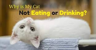 Is your cat not eating? Why Is My Cat Not Eating Or Drinking Is It Sick Nolonger Wild