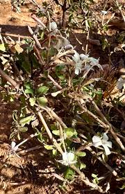 Image result for Zornia glochidiata