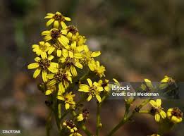 Image result for Senecio maranguensis