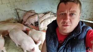 Check spelling or type a new query. Porci Rasa Pic De Vanzare 0770936559 Youtube