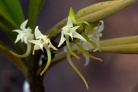 Image result for Cyrtorchis arcuata