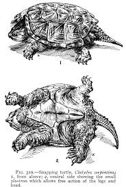 More images for how to identify a baby snapping turtle » Tortoise Trust Web Conservation And Ecology Of Snapping Turtles