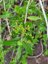Image result for Elaeodendron matabelicum