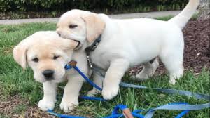 *sml must know your first choice on sex/color to hold your puppy (a second choice is recommended). Labrador Puppy For Sale In Ghaziabad Pure Breed