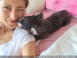 チワワからキスのプレゼントの写真・画像素材-Snapmart（スナップマート）