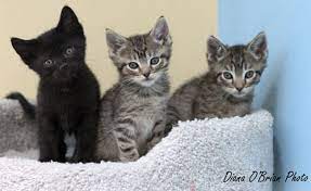 Browse american shorthair kittens for sale & cats for adoption. Kittens