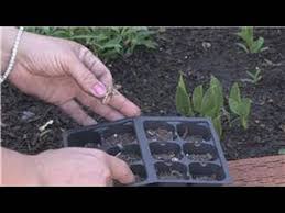 The plant is native to south africa and is similar in appearance to the iris plant. Flower Gardening How To Grow Carnations From Seeds Youtube