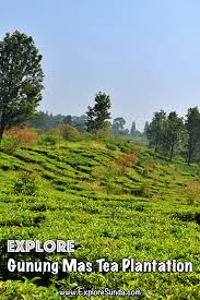Gunung mas adalah salah satu kabupaten di provinsi kalimantan tengah, indonesia. Gunung Mas Tea Plantation The Best Agro Tourism In Puncak Pass