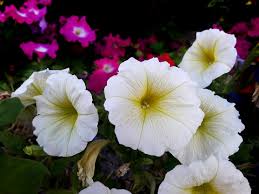 Image result for Convolvulaceae