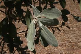 Image result for Vanwykia remota