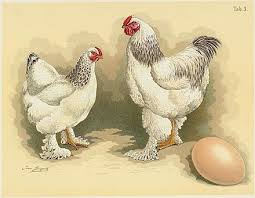 It stands tall, giving it a narrow 'v' when. Brahma Chicken Wikiwand