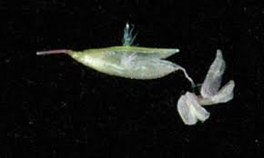 Image result for Sporobolus ioclados