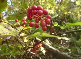 No.73 サルトリイバラ（山帰来） – 株式会社 宮城環境保全研究所