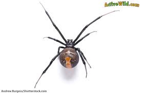 Within a few days, the baby black widow spiders would leave their web and experience ballooning. Redback Spider Facts For Kids Adults Pictures Information Video