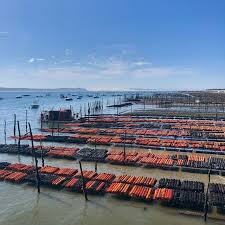 Paysage Ostreicole Oysters Parc Huitres Espritbassin Capferret Dunedupilat Plate Chaland Ostreiculture Ostreiculteur Pign Arcachon Instagram Oysters