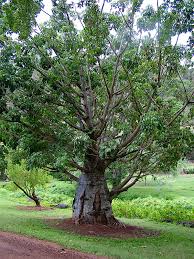 Image result for Adansonia digitata