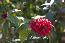 Image result for Cestrum elegans