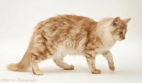 Rumah123.com mengolahnya dari berbagai sumber mengenai cara. Miracat Anti Fungal Treatment For Cat 6 Cara Hilangkan Kurap Pada Kucing