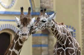 Um einige dieser zoos anzuschauen, muss eintritt für die gesamte einrichtung gezahlt werden, beispielsweise im tierpark oder in den zoologischen garten. Zoologischer Garten Kindergeburtstag Fur Kleinkinder Top10berlin