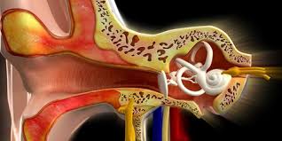Getaran di membran timpani ini akan diteruskan ke bagian tengah telinga yaitu ke tulang martil, landasan. Kenali Anatomi Bagian Bagian Telinga Sekaligus Fungsinya