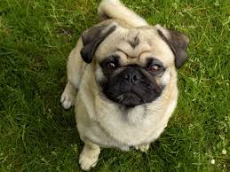 30 mb & 10 mp ) resize the image by percentage, or resize it to be exactly the size you specified, for example: 25 Royalty Free Pug Images Peakpx