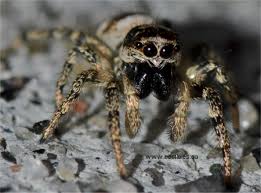 Je ne cherche pas un livre mais un film. L Araignee Sauteuse Ou Salticides