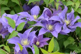 Image result for Clematis dolichopoda