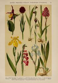 Http Plantgenera Org Illustrations Full Size 208147 Jpg Antique Botanical Print Botanical Illustration Botanical Prints