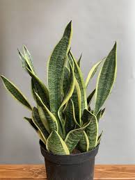 Image result for Tristachya superba