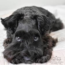 Black And White Miniature Schnauzer Pin By Amanda Moore On Ilove Schnautzer Schnauzer Puppy Black Schnauzer Mini Schnauzer Puppies