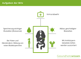 Die Milz Aufbau Funktion Erkrankungen