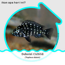 We did not find results for: Ikan Bagus Home Facebook