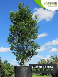 Image result for Eugenia aschersoniana