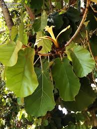Image result for Pterospermum acerifolium