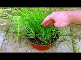 Sow seeds outdoors, planting them about 1/4 inch deep. How To Grow Chives In A Pot Youtube
