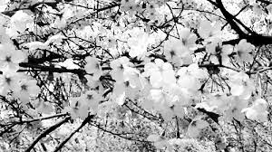 Astrorum Cherry Blossom In Seoul X Beautiful Gif Nature Gif Pictures