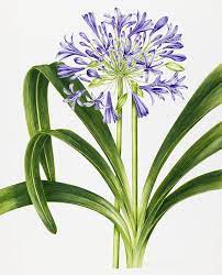 Agapanthus By Sally Crosthwaite Watercolor Flowers Paintings Agapanthus Flower Painting