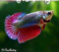 Premium Female Dragonscale Halfmoon Betta Fish In 2020 Betta Fish Breeding Betta Fish Halfmoon Betta