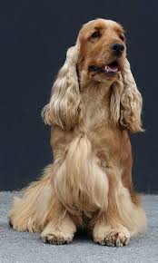 Image Result For Brown Spotted Cocker Spaniel Spaniel Cocker Spaniel English Cocker Spaniel