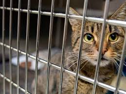 „schrecklich für die katzen aber auch für den menschen, der es so weit hat. Acht Verwahrloste Katzen Aus Wohnung In Helpsen Gerettet Veterinar Findet Auch Tote Tiere