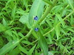 Image result for Commelina nyasensis