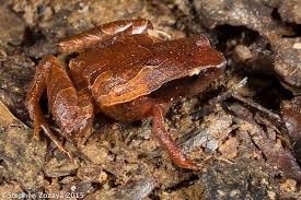 Mihanika batur atau mihanika bali telah mengalahkan nama aslinya yaitu miha nika. Seanan S Tumblr Frogs Are Awesome Plethodontohyla Mihanika Von