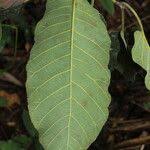 Image result for Milicia excelsa